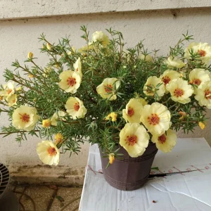 Golden Yellow Portulaca Umbraticola Seeds - Moss Rose Succulent Plant - 30 Seeds - Image 16