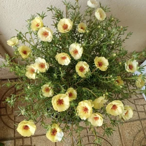 Golden Yellow Portulaca Umbraticola Seeds - Moss Rose Succulent Plant - 30 Seeds - Image 17