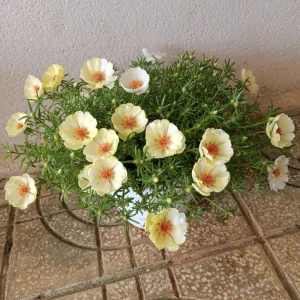 Golden Yellow Portulaca Umbraticola Seeds - Moss Rose Succulent Plant - 30 Seeds - Image 2