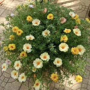 Golden Yellow Portulaca Umbraticola Seeds - Moss Rose Succulent Plant - 30 Seeds - Image 3