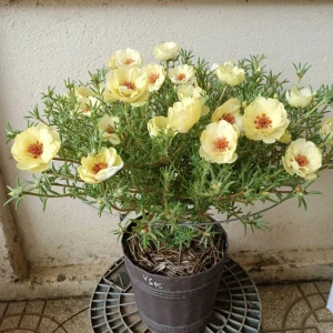 Golden Yellow Portulaca Umbraticola Seeds - Moss Rose Succulent Plant - 30 Seeds - Image 4