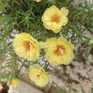 Golden Yellow Portulaca Umbraticola Seeds - Moss Rose Succulent Plant - 30 Seeds - Image 5