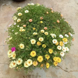Golden Yellow Portulaca Umbraticola Seeds - Moss Rose Succulent Plant - 30 Seeds - Image 6