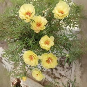 Golden Yellow Portulaca Umbraticola Seeds - Moss Rose Succulent Plant - 30 Seeds - Image 7