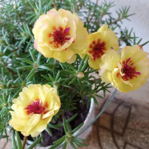 Golden Yellow Portulaca Umbraticola Seeds - Moss Rose Succulent Plant - 30 Seeds - Image 8