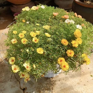 Golden Yellow Portulaca Umbraticola Seeds - Moss Rose Succulent Plant - 30 Seeds - Image 9