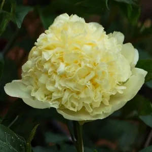 Goldilocks Peony Seeds - 10-Pack - Double Golden Yellow Perennial Flower - Image 10