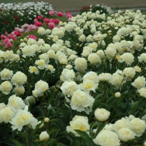 Goldilocks Peony Seeds - 10-Pack - Double Golden Yellow Perennial Flower - Image 11