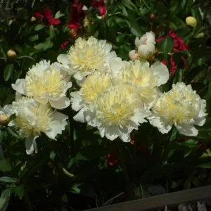 Goldilocks Peony Seeds - 10-Pack - Double Golden Yellow Perennial Flower - Image 12