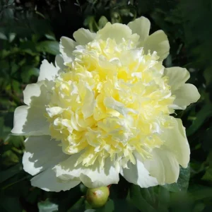 Goldilocks Peony Seeds - 10-Pack - Double Golden Yellow Perennial Flower - Image 13