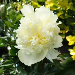 Goldilocks Peony Seeds - 10-Pack - Double Golden Yellow Perennial Flower - Image 2