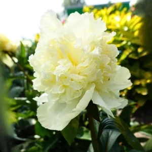 Goldilocks Peony Seeds - 10-Pack - Double Golden Yellow Perennial Flower - Image 3