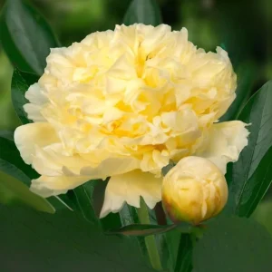 Goldilocks Peony Seeds - 10-Pack - Double Golden Yellow Perennial Flower - Image 4