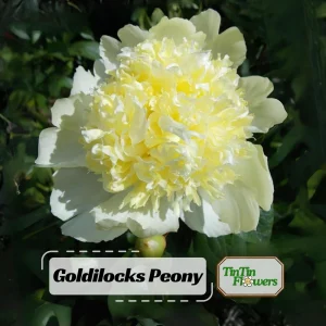 Goldilocks Peony Seeds - 10-Pack - Double Golden Yellow Perennial Flower - Image 1