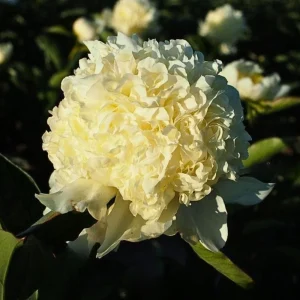 Goldilocks Peony Seeds - 10-Pack - Double Golden Yellow Perennial Flower - Image 5