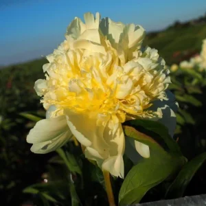 Goldilocks Peony Seeds - 10-Pack - Double Golden Yellow Perennial Flower - Image 6