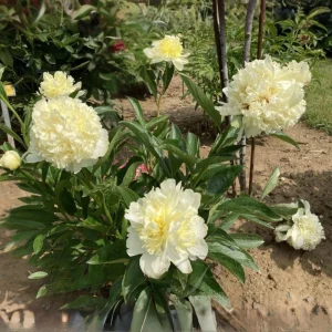 Goldilocks Peony Seeds - 10-Pack - Double Golden Yellow Perennial Flower - Image 7