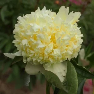 Goldilocks Peony Seeds - 10-Pack - Double Golden Yellow Perennial Flower - Image 8