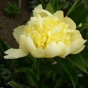 Goldilocks Peony Seeds - 10-Pack - Double Golden Yellow Perennial Flower - Image 9