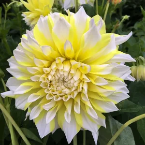 Grand Prix Dahlia Seeds - 40+ Count - Pollinator Friendly Heirloom Flower Seeds - Image 10