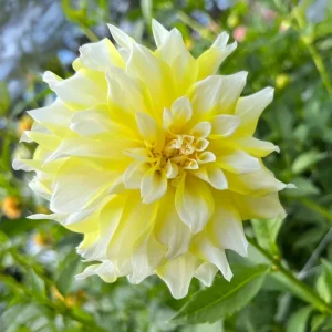Grand Prix Dahlia Seeds - 40+ Count - Pollinator Friendly Heirloom Flower Seeds - Image 11