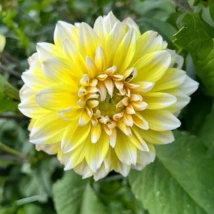 Grand Prix Dahlia Seeds - 40+ Count - Pollinator Friendly Heirloom Flower Seeds - Image 12