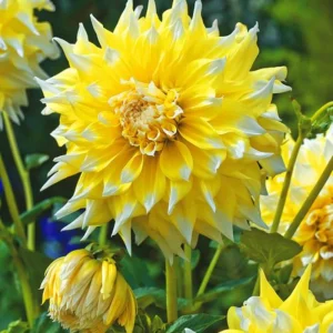 Grand Prix Dahlia Seeds - 40+ Count - Pollinator Friendly Heirloom Flower Seeds - Image 13