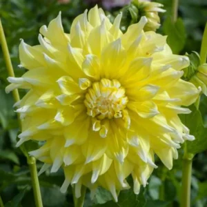 Grand Prix Dahlia Seeds - 40+ Count - Pollinator Friendly Heirloom Flower Seeds - Image 14
