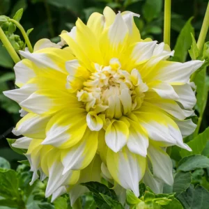 Grand Prix Dahlia Seeds - 40+ Count - Pollinator Friendly Heirloom Flower Seeds - Image 16