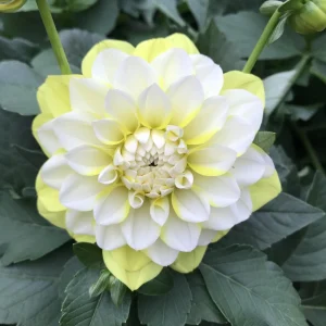 Grand Prix Dahlia Seeds - 40+ Count - Pollinator Friendly Heirloom Flower Seeds - Image 17