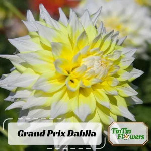 Grand Prix Dahlia Seeds - 40+ Count - Pollinator Friendly Heirloom Flower Seeds - Image 2