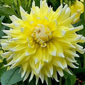 Grand Prix Dahlia Seeds - 40+ Count - Pollinator Friendly Heirloom Flower Seeds - Image 3