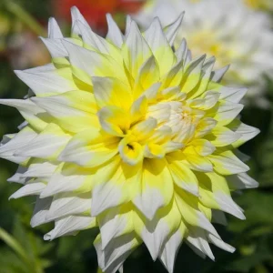 Grand Prix Dahlia Seeds - 40+ Count - Pollinator Friendly Heirloom Flower Seeds - Image 4