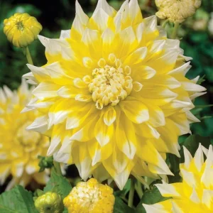 Grand Prix Dahlia Seeds - 40+ Count - Pollinator Friendly Heirloom Flower Seeds - Image 5
