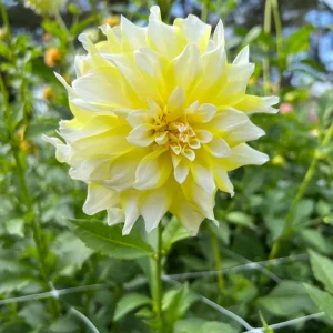 Grand Prix Dahlia Seeds - 40+ Count - Pollinator Friendly Heirloom Flower Seeds - Image 6