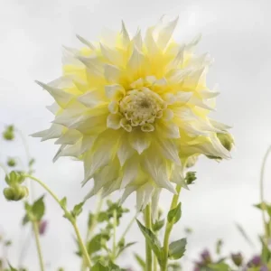 Grand Prix Dahlia Seeds - 40+ Count - Pollinator Friendly Heirloom Flower Seeds - Image 7