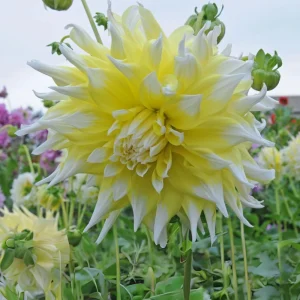 Grand Prix Dahlia Seeds - 40+ Count - Pollinator Friendly Heirloom Flower Seeds - Image 8
