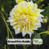 Grand Prix Dahlia Seeds - 40+ Count - Pollinator Friendly Heirloom Flower Seeds - Image 1