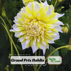 Grand Prix Dahlia Seeds - 40+ Count - Pollinator Friendly Heirloom Flower Seeds - Image 1