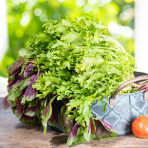 Green Curled Ruffec Endive Seeds - 50 Count Pack - Frilly Leafy Vegetable - Image 11