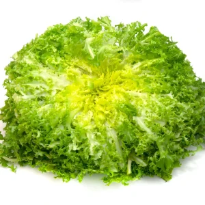 Green Curled Ruffec Endive Seeds - 50 Count Pack - Frilly Leafy Vegetable - Image 12