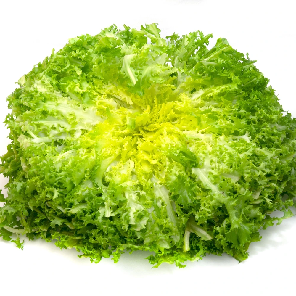 Green Curled Ruffec Endive Seeds - 50 Count Pack - Frilly Leafy Vegetable - Image 12