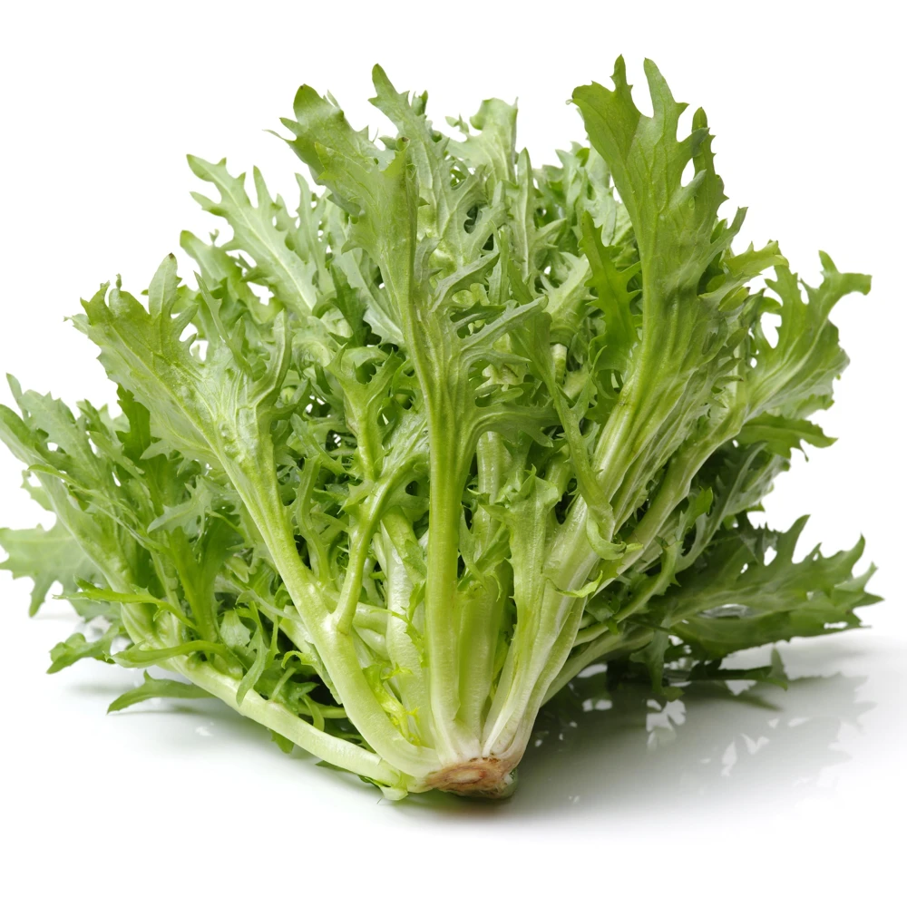 Green Curled Ruffec Endive Seeds - 50 Count Pack - Frilly Leafy Vegetable - Image 13