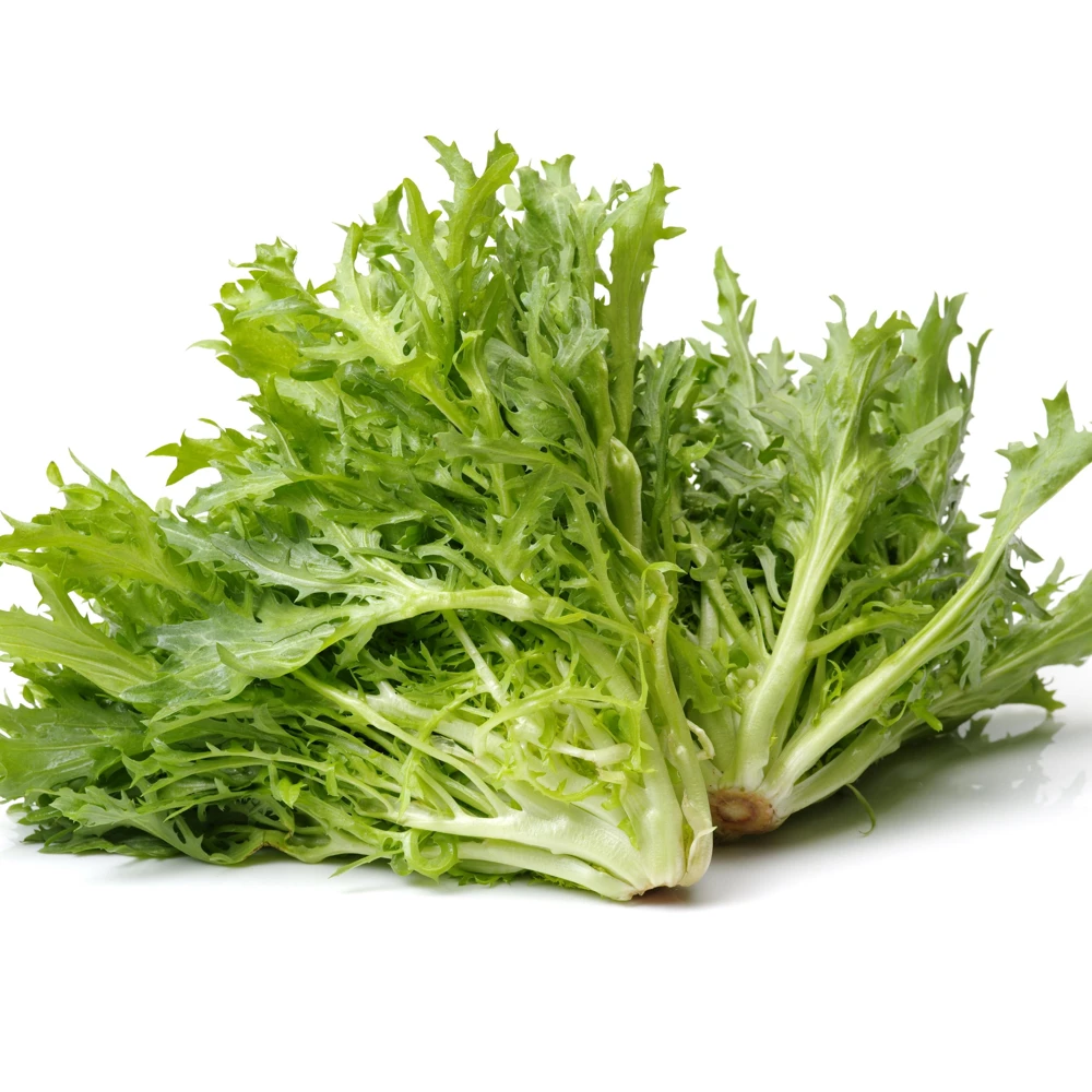 Green Curled Ruffec Endive Seeds - 50 Count Pack - Frilly Leafy Vegetable - Image 14