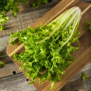 Green Curled Ruffec Endive Seeds - 50 Count Pack - Frilly Leafy Vegetable - Image 2