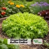 Green Curled Ruffec Endive Seeds - 50 Count Pack - Frilly Leafy Vegetable - Image 1
