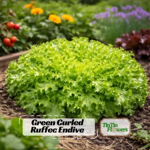 Green Curled Ruffec Endive Seeds - 50 Count Pack - Frilly Leafy Vegetable - Image 1