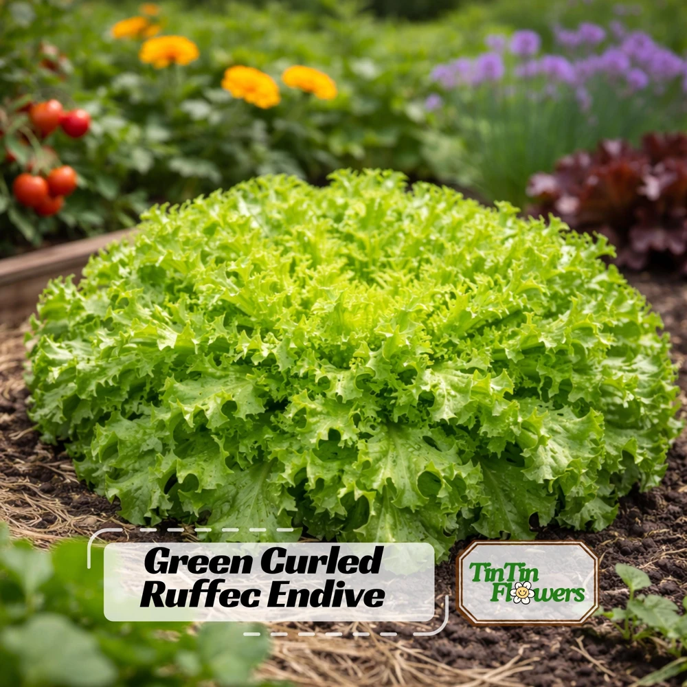 Green Curled Ruffec Endive Seeds - 50 Count Pack - Frilly Leafy Vegetable - Image 1