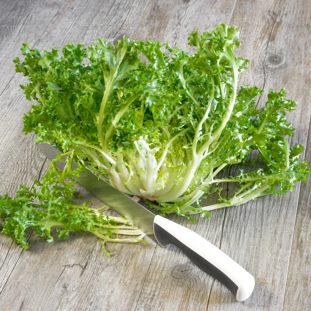 Green Curled Ruffec Endive Seeds - 50 Count Pack - Frilly Leafy Vegetable - Image 9
