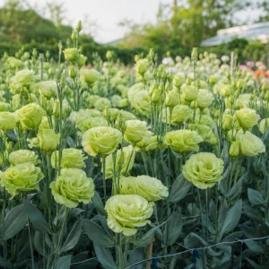 Green Lisianthus Seeds - Eustoma grandiflorum - Double Green Rose-Like Flowers - 20 Seeds - Image 11